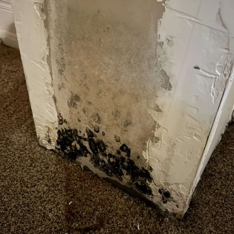 Professional Mold Removal in Edgecombe County, NC